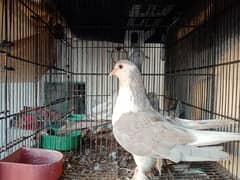 Silver Sherazi Female And Silver Higher Flyer Kasni Pair With Chicks