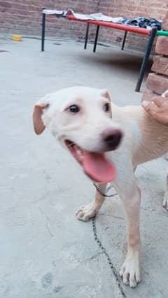 American Labrador female