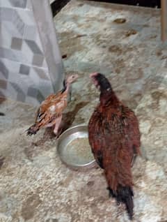 2 murgi available with chik both in 6000
