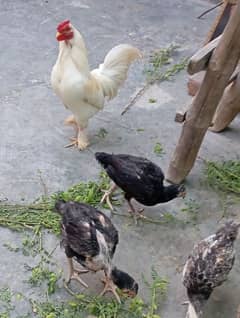 aseel or fancy murgy murgiya for sale