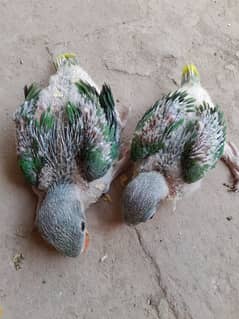 Raw parrot chick's