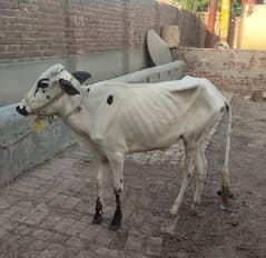 bachri available for sale for qurbani 4 dant ha khobsorat bachri ha