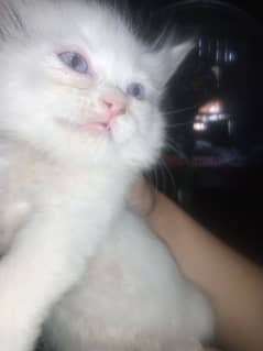 i am selling cats on immediate basis