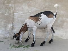 Bakra