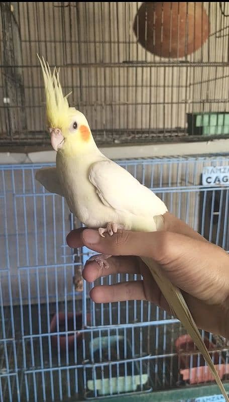 Hand tame Cocktail,Pied dove, Exhibition finch breeder pair 9