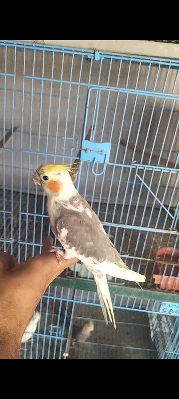 Hand tame Cocktail,Pied dove, Exhibition finch breeder pair 10