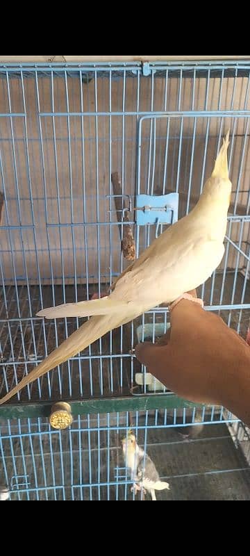 Hand tame Cocktail,Pied dove, Exhibition finch breeder pair 11