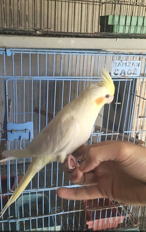 Hand tame Cocktail,Pied dove, Exhibition finch breeder pair 12