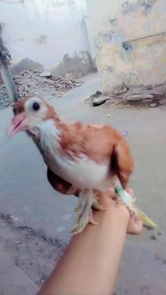 Handtame pigeon