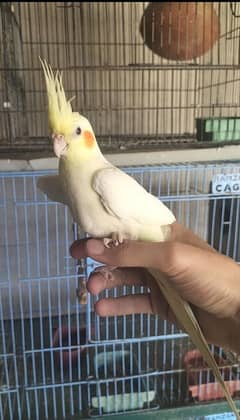 Hand tame Cocktail,Exhibition finch breeder pair,Fawn java breeder par