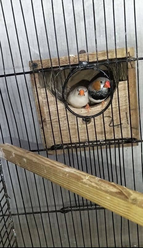 Hand tame Cocktail,Exhibition finch breeder pair,pied dove breeder pai 7