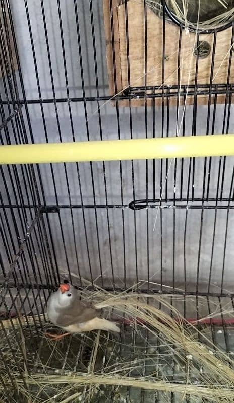 Hand tame Cocktail,Exhibition finch breeder pair,pied dove breeder pai 8