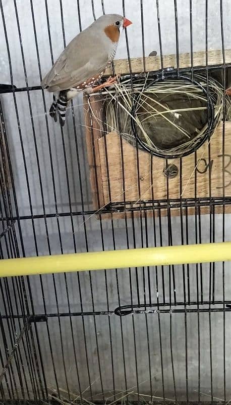 Hand tame Cocktail,Exhibition finch breeder pair,pied dove breeder pai 9