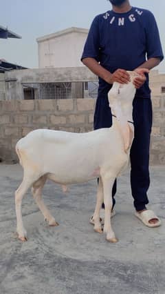 Larkana dumbay male