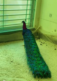 Peacock male