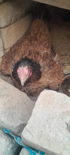 Aseel hen
