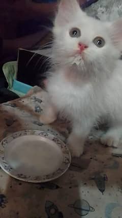 kitten