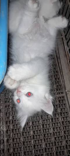 persion cats