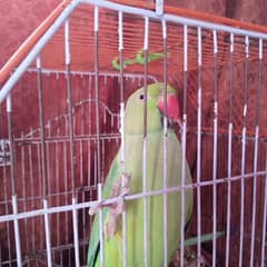Green parrot