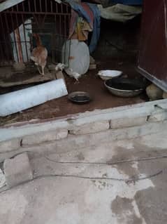 Aseel Hen and chick
