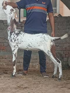 Maki cheena bakra