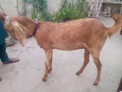 Fully healthy and active Goat