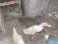 duck pairs ready for growth