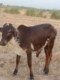 Healthy and strong bull for sale | For Qurbani