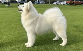 giant Samoyed female puppy available looking for a new home