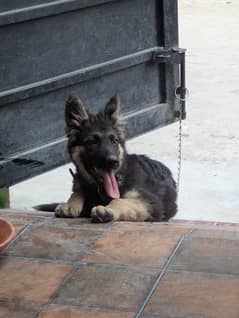 German shepherd female 4 months old
