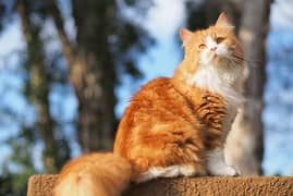 Bi color heavy furr female cat
