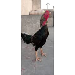 Kala