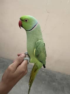 Green Ringneck Male Hand tame and talket