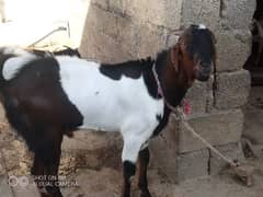 Qurbani