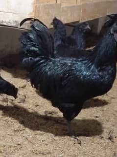 Ayam semane grey tong chicks healthy and active