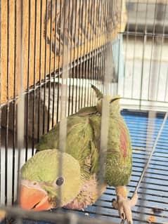 Raw parrot child