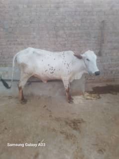 home breed sell. for qurbani