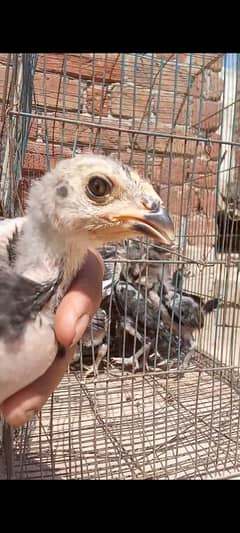 pure thai pakooe chicks