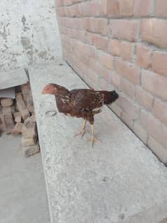 aseel morgy