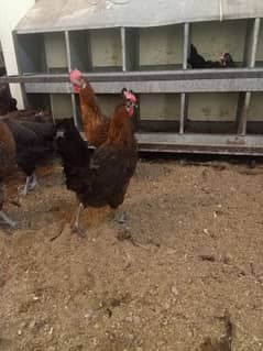 pure desi hens