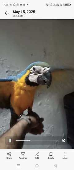 bluegold