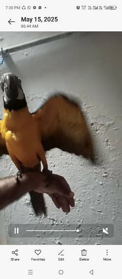bluegold macaw lorry African Grey cacatoo triton monk parrot