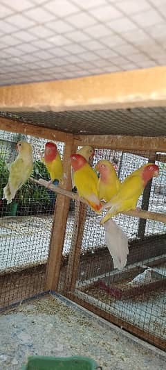 Love birds breader & pathy available