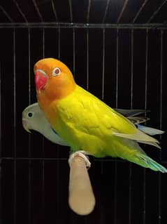 quality green palefellow for sale
