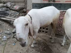 bakra eid per qurbani ke liye tayyar