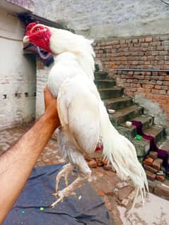 Heera Aseel white 3kg