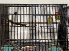 Folding cage for lovebirds and budgies