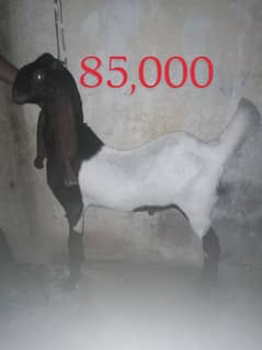 Bakra 2 teeth for Qurbani