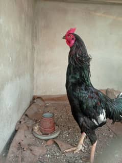 selling my breeder patha