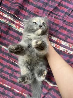Sweet kittens looking for loving home